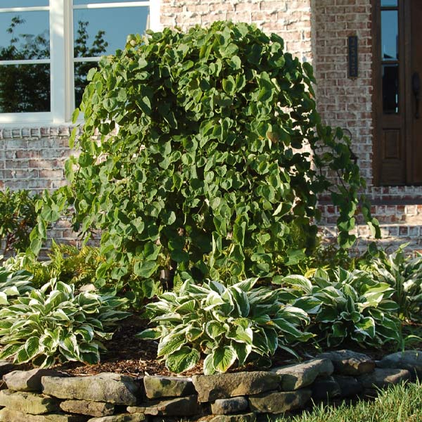 Cascading Hearts Redbud Tree 1 Cascading Hearts Redbud Tree