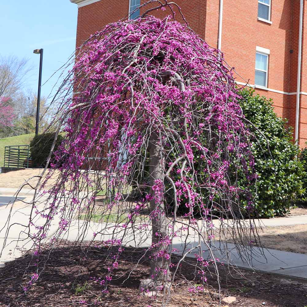 Cascading Hearts Redbud Tree 3 Cascading Hearts Redbud Tree