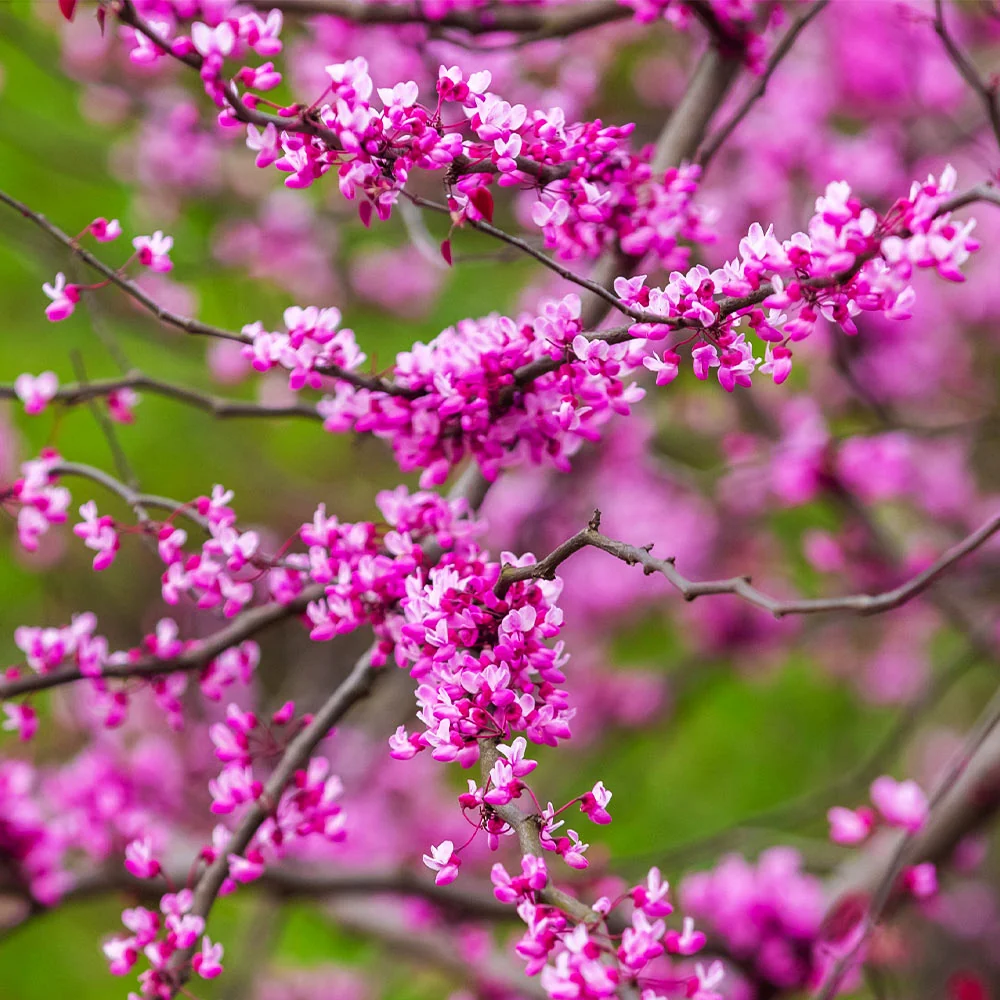 Cascading Hearts Redbud Tree 5 Cascading Hearts Redbud Tree