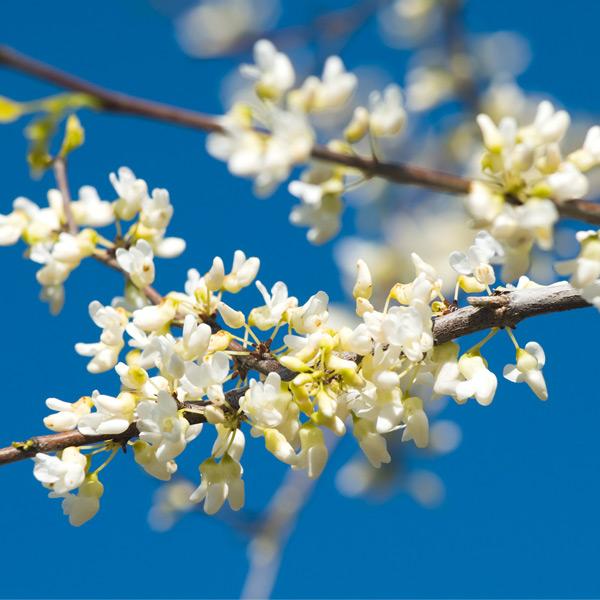 Vanilla Twist Redbud Tree