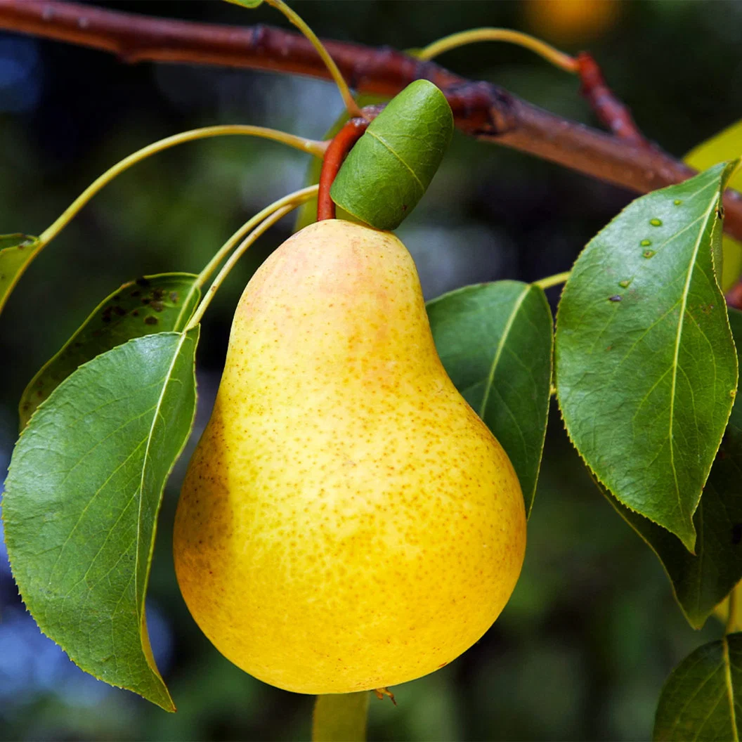 Kieffer Pear Tree 2 Kieffer Pear Tree