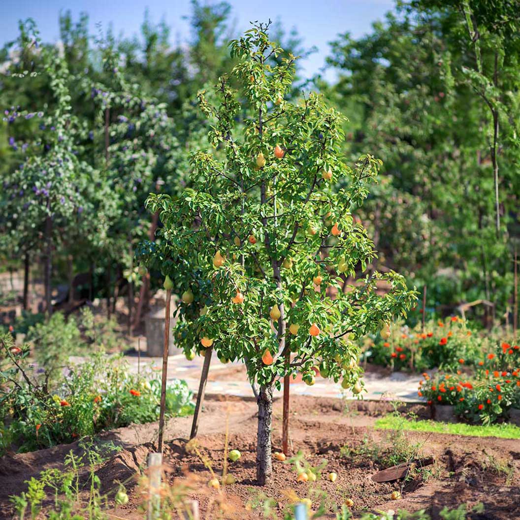 Kieffer Pear Tree 3 Kieffer Pear Tree