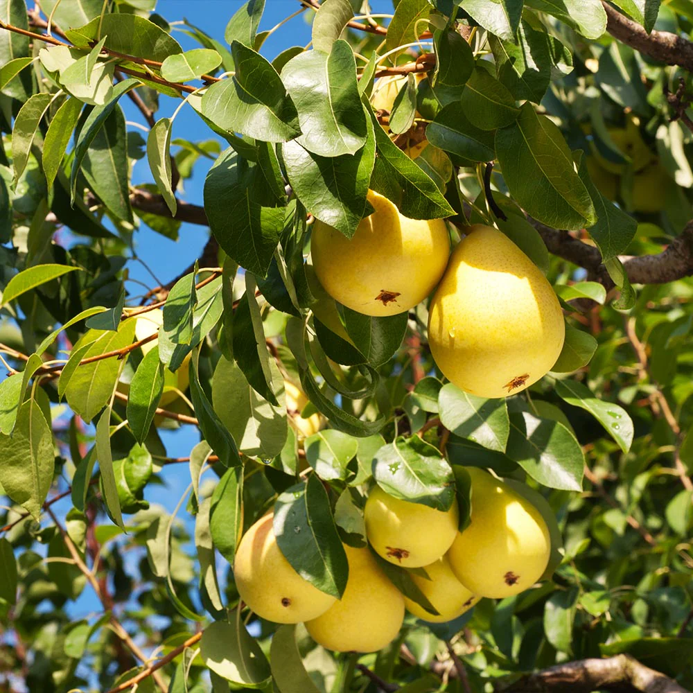 Kieffer Pear Tree 4 Kieffer Pear Tree