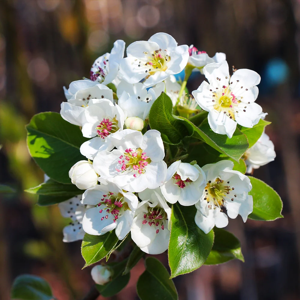 Kieffer Pear Tree 7 Kieffer Pear Tree