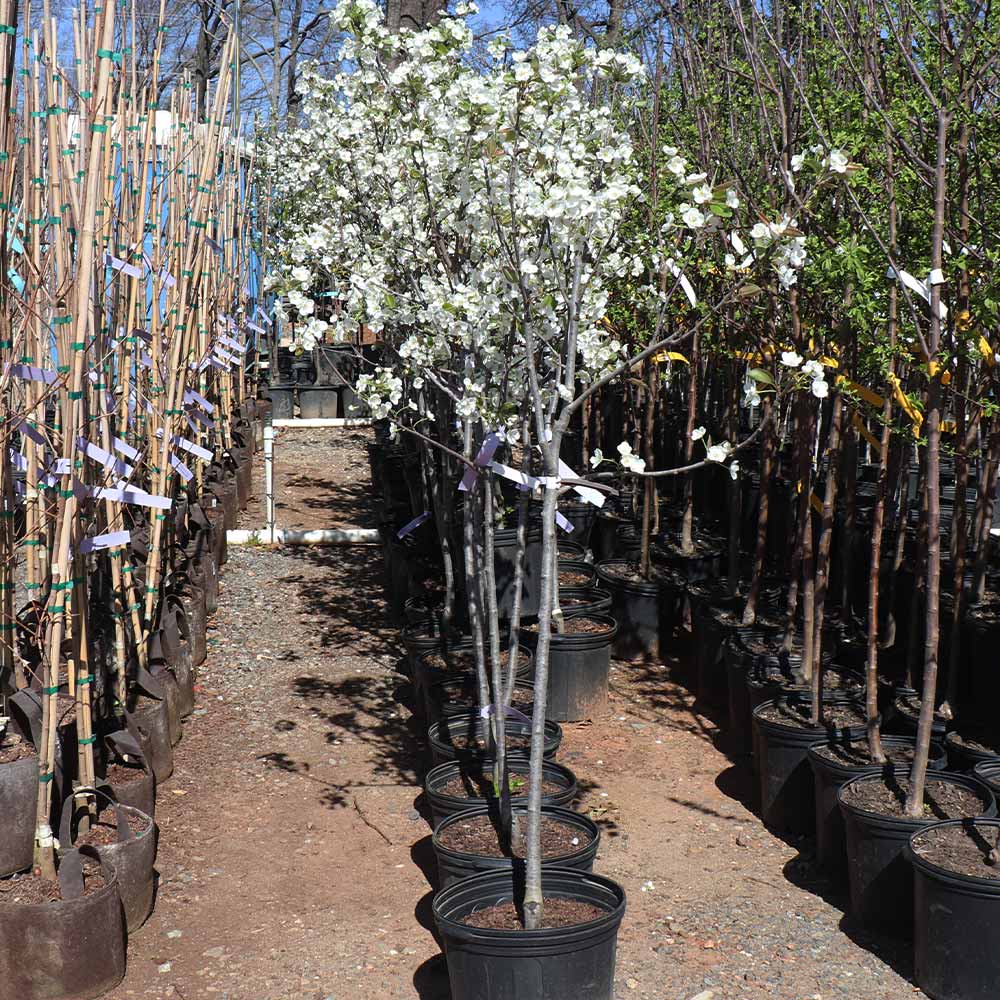 Kieffer Pear Tree 8 Kieffer Pear Tree