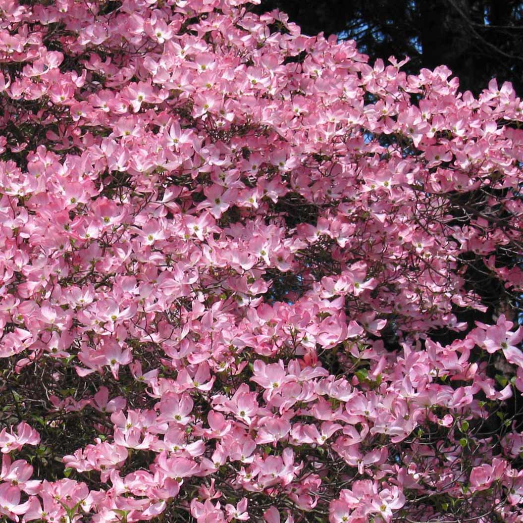 Pink Dogwood Tree