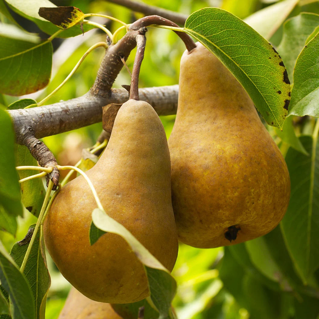 Bosc Pear Tree 2 Bosc Pear Tree