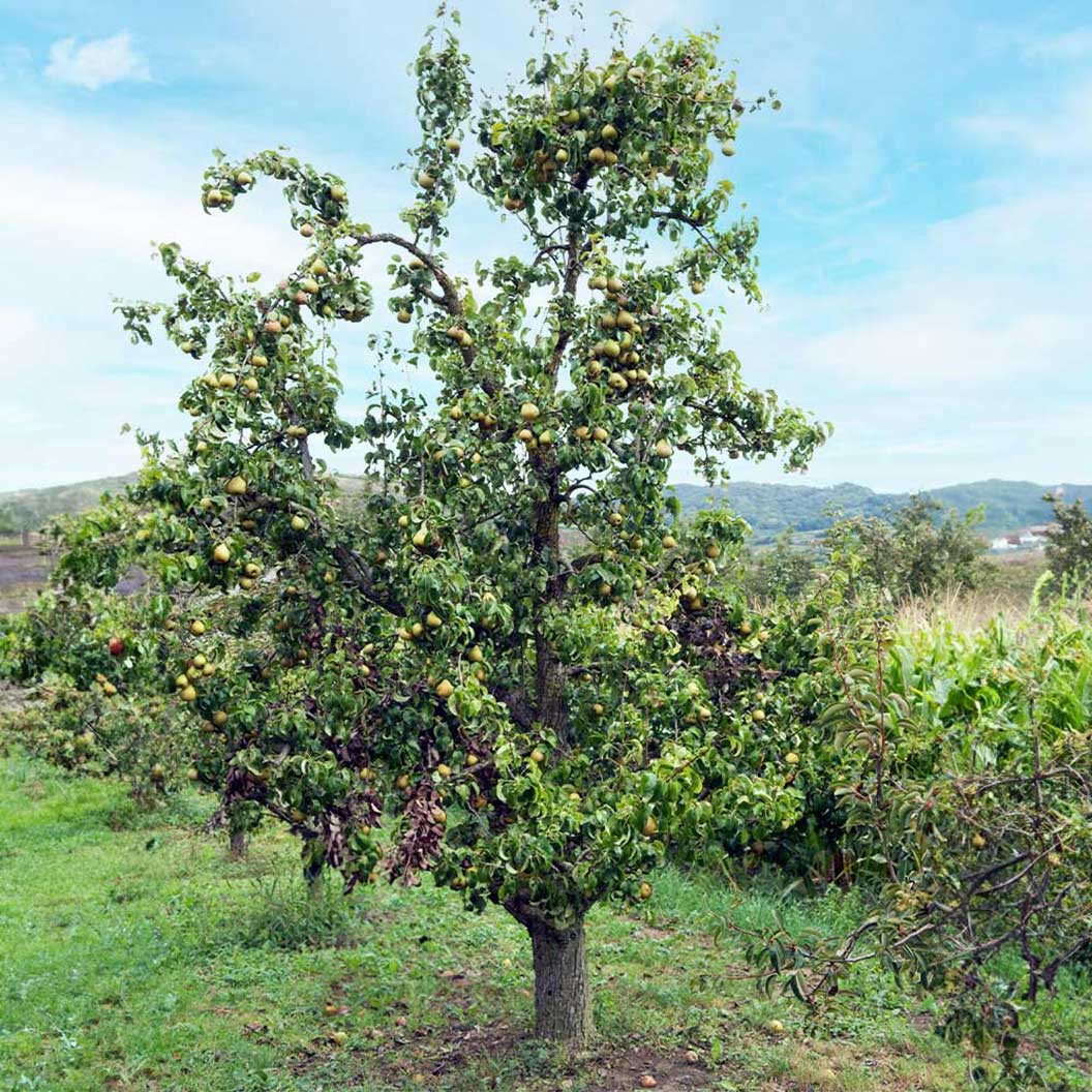 Bosc Pear Tree 3 Bosc Pear Tree