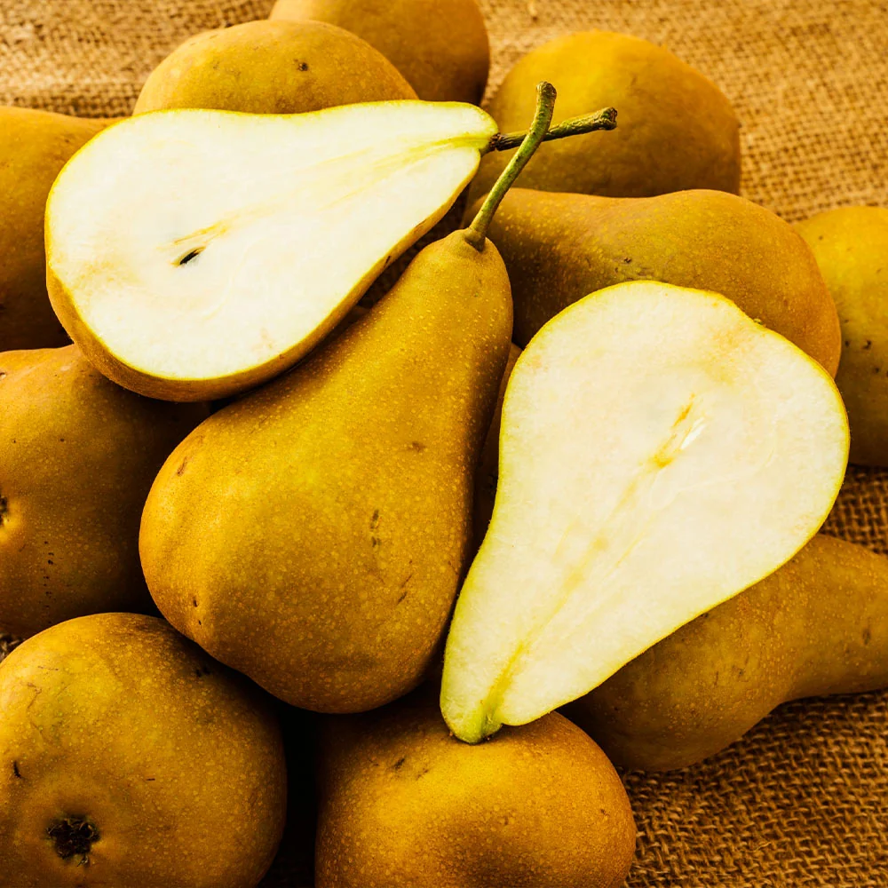 Bosc Pear Tree 4 Bosc Pear Tree