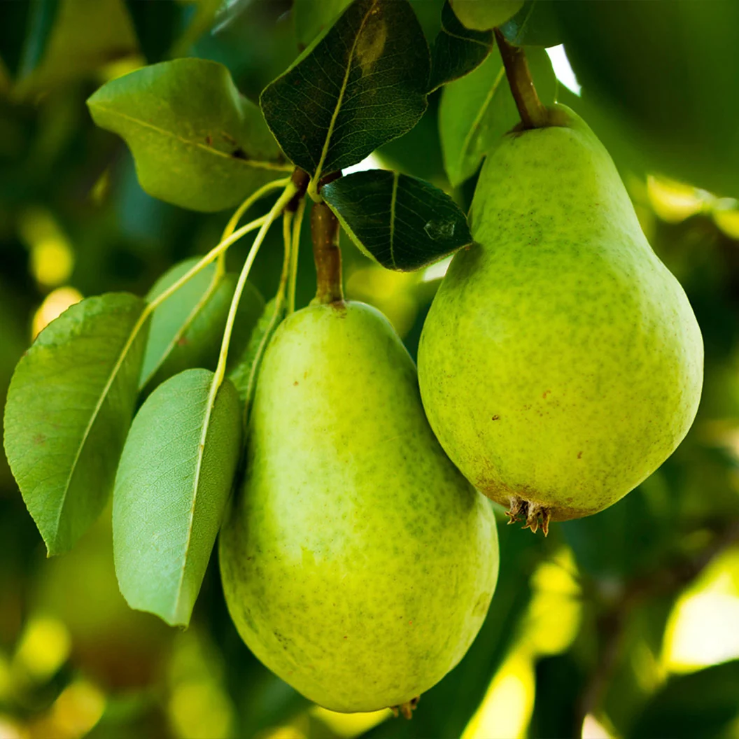 D'Anjou Pear Tree 1 D'Anjou Pear Tree
