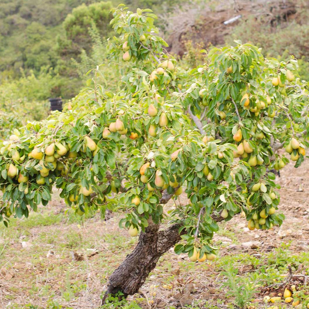 D'Anjou Pear Tree 3 D'Anjou Pear Tree