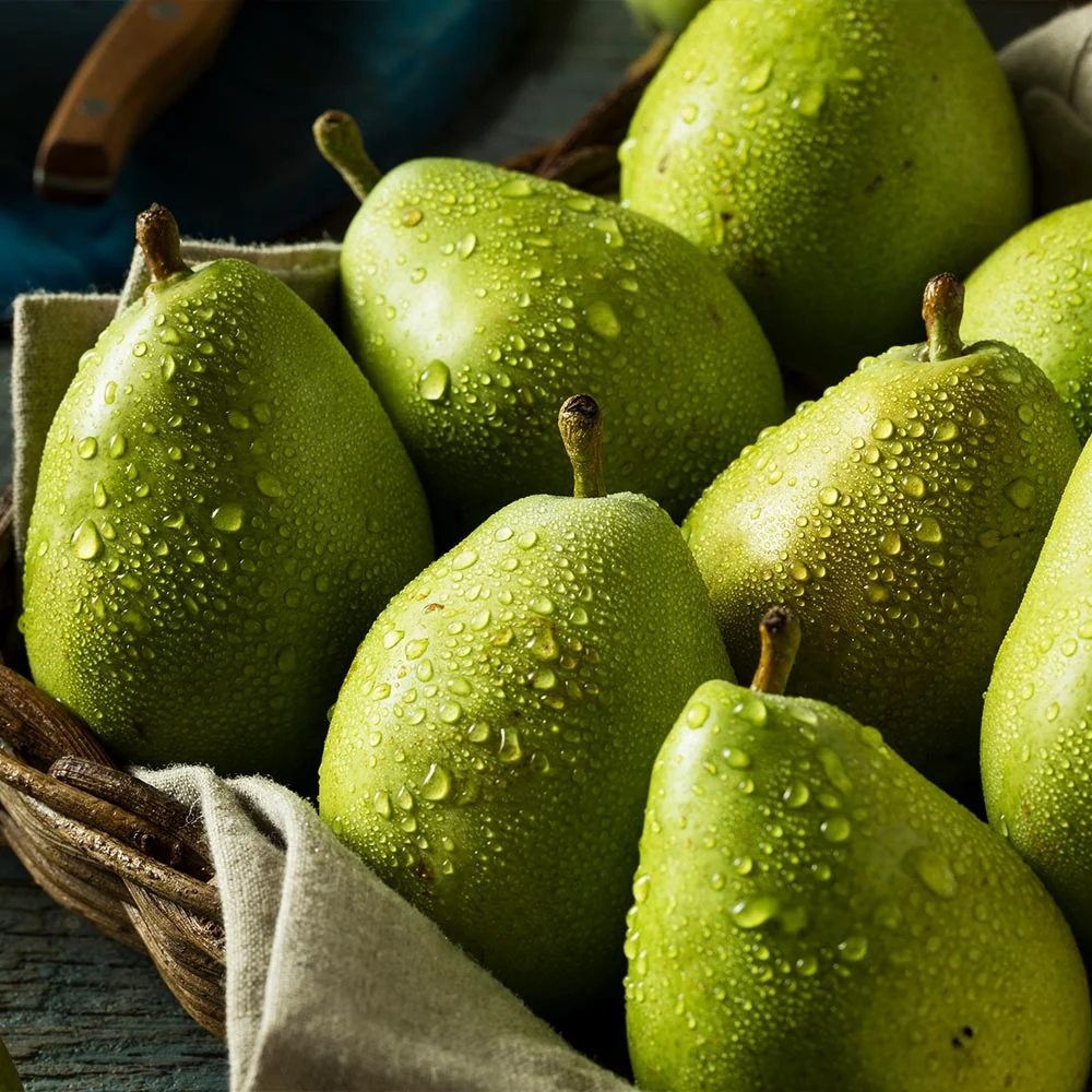 D'Anjou Pear Tree 4 D'Anjou Pear Tree