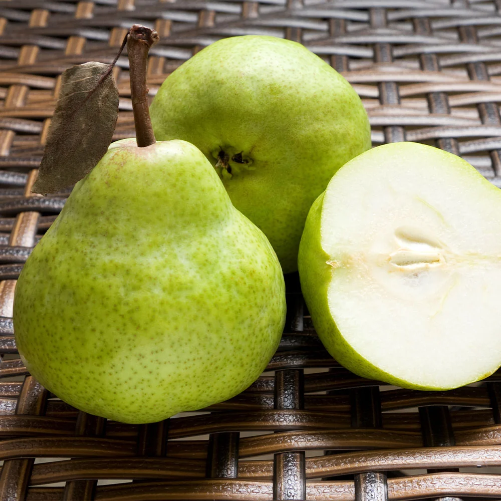 D'Anjou Pear Tree 5 D'Anjou Pear Tree