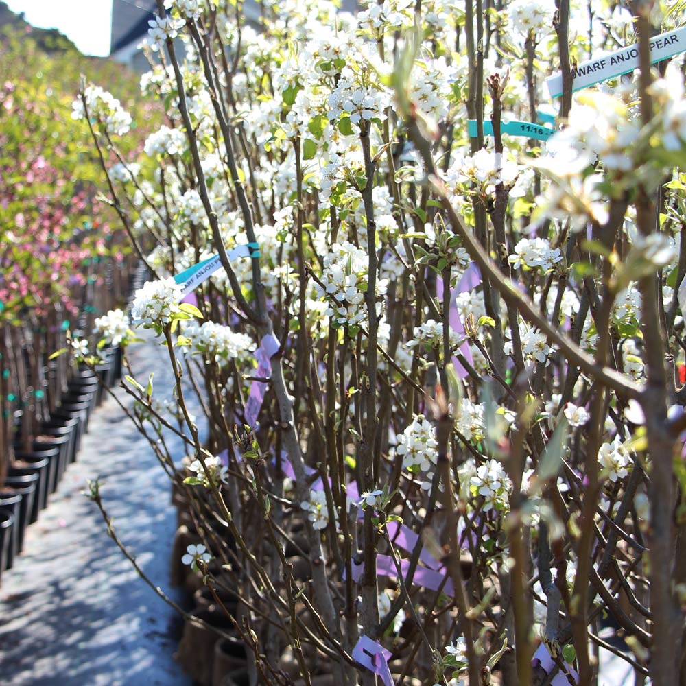 D'Anjou Pear Tree 6 D'Anjou Pear Tree