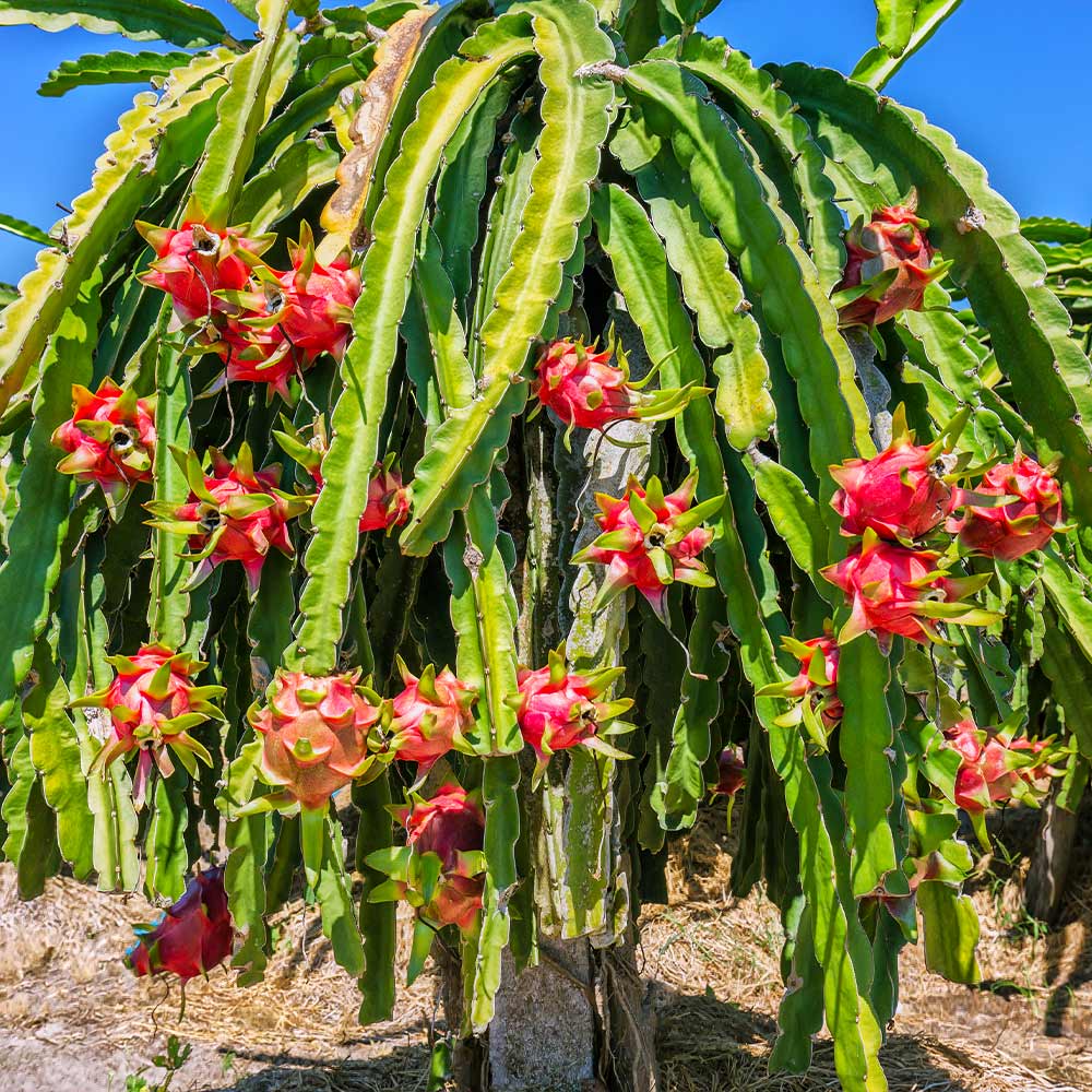 Dragon Fruit Cactus Plant - USDA Organic 2 Dragon Fruit Cactus Plant - USDA Organic