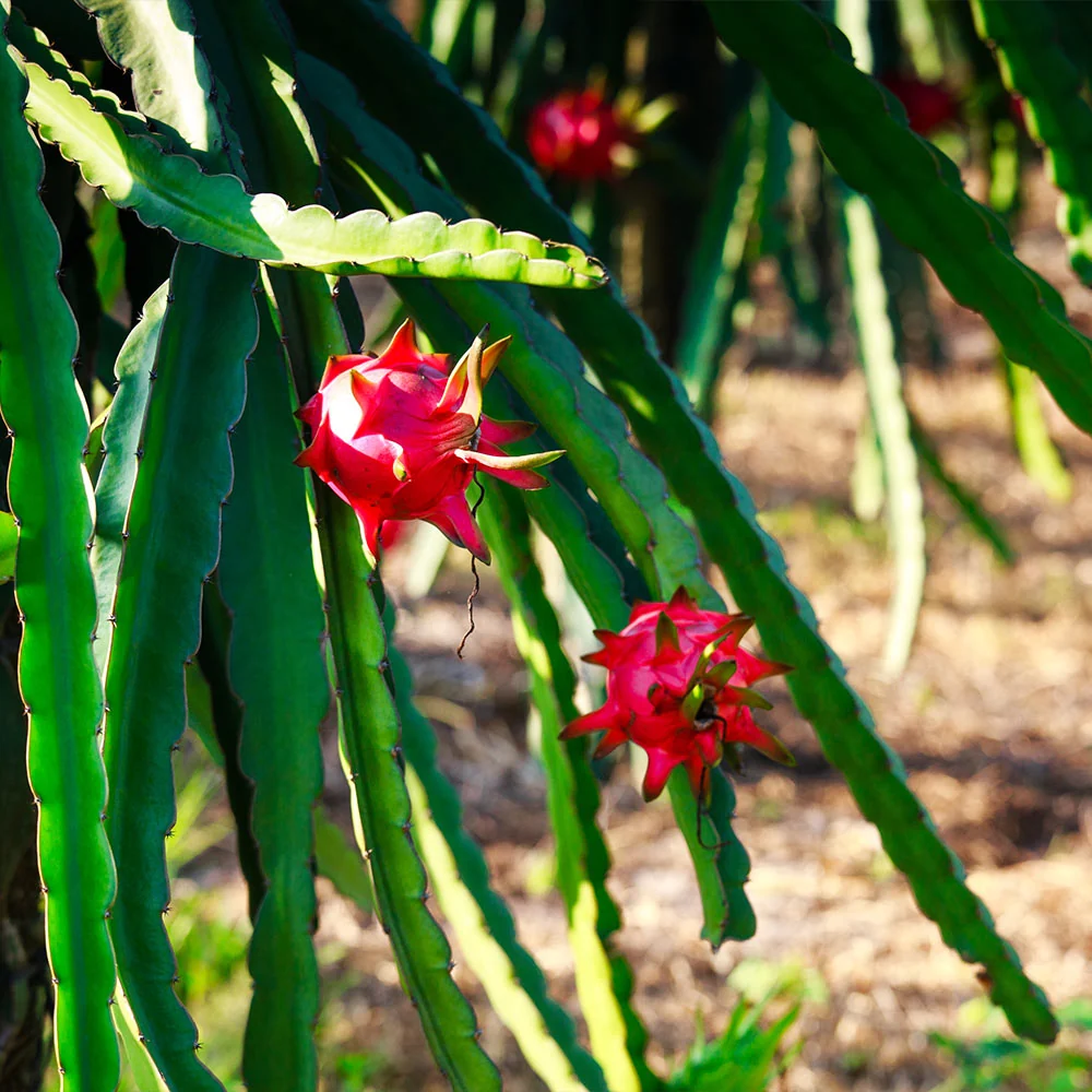 Dragon Fruit Cactus Plant - USDA Organic 6 Dragon Fruit Cactus Plant - USDA Organic