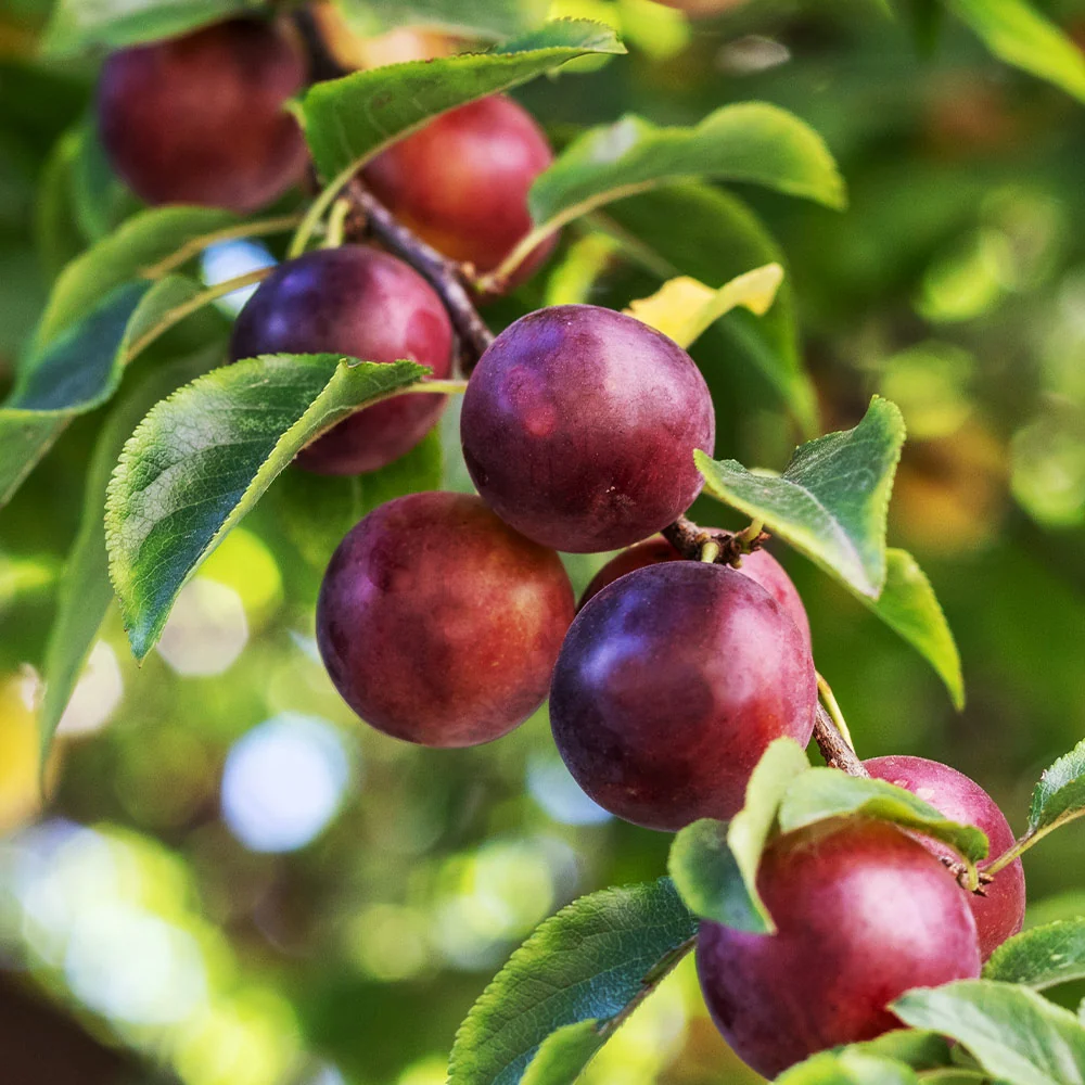 Satsuma Plum Tree 2 Satsuma Plum Tree