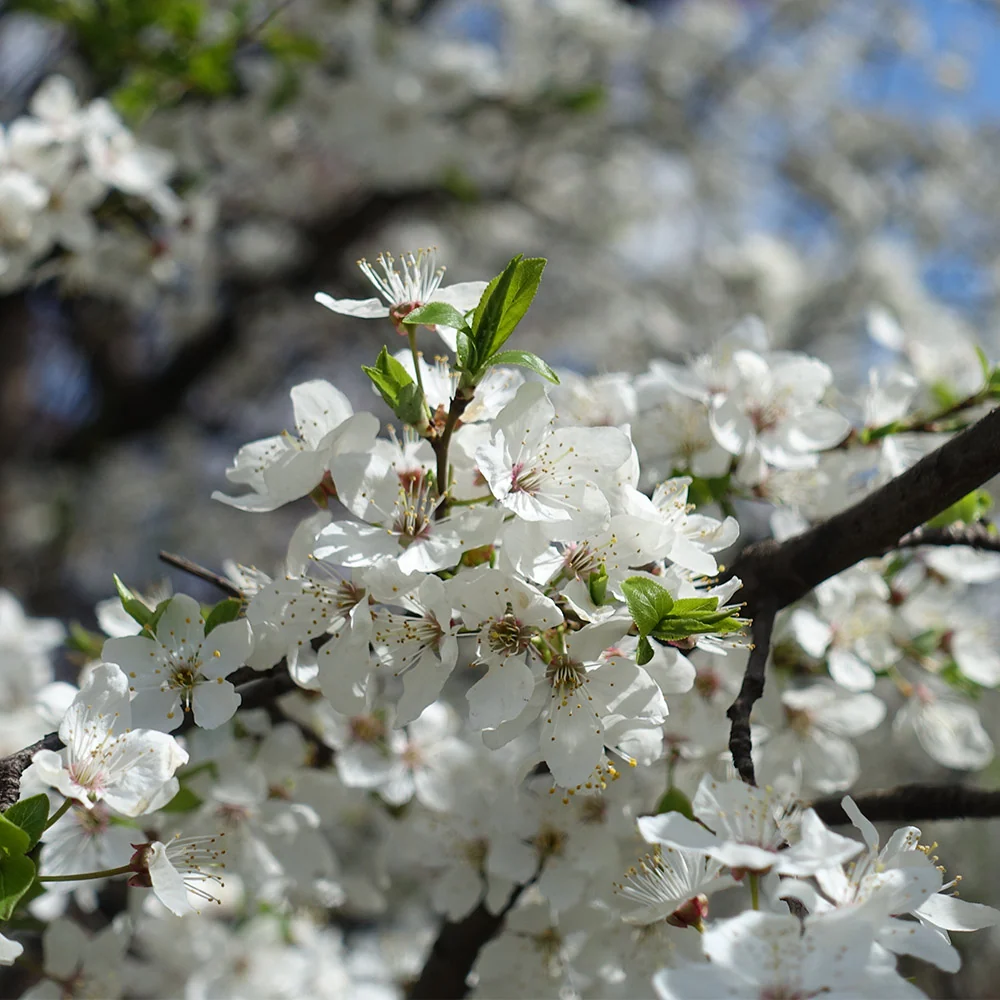 Satsuma Plum Tree 5 Satsuma Plum Tree