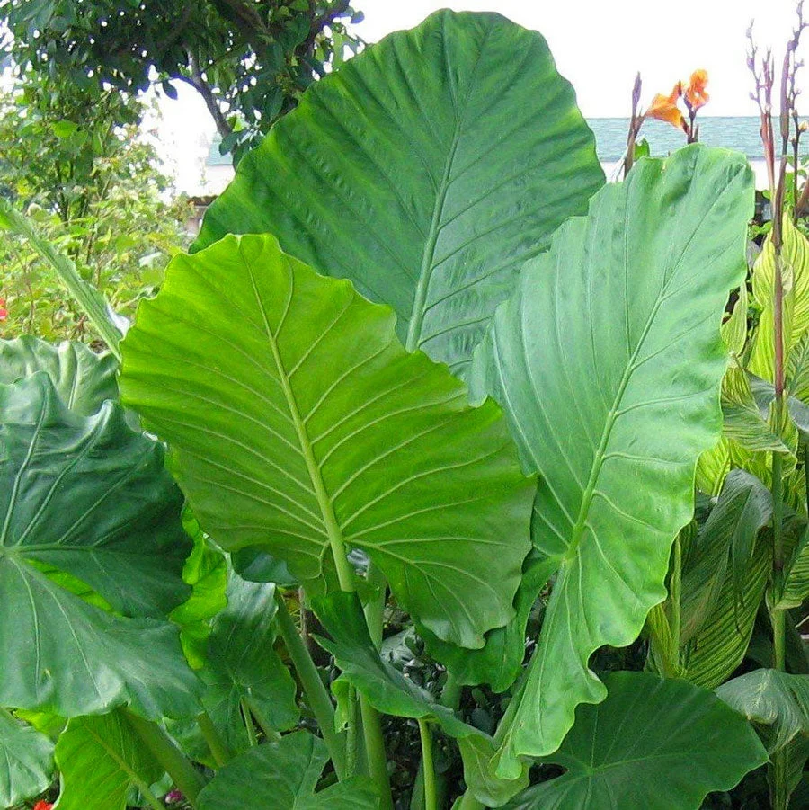 Upright Elephant Ear Plant