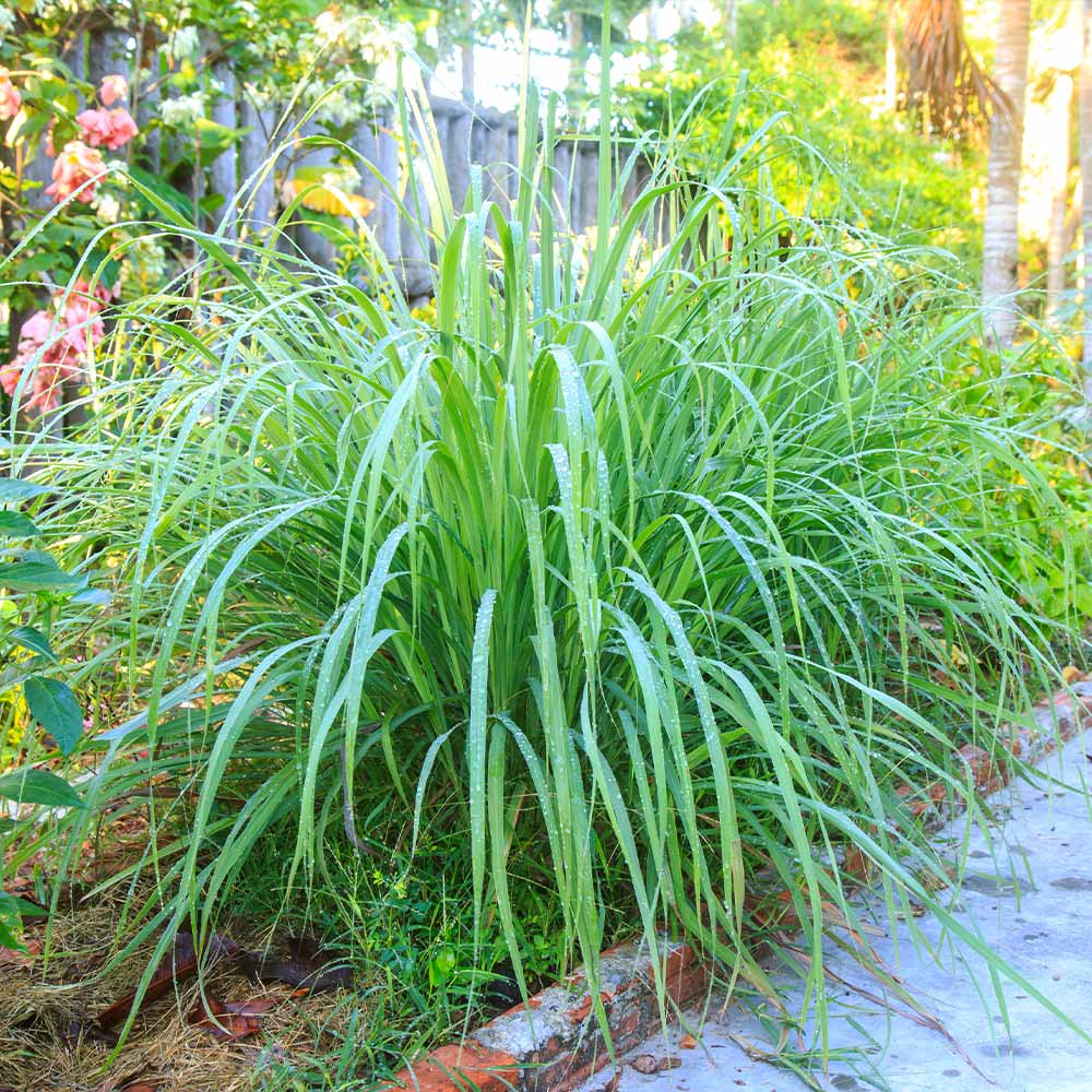Lemongrass - USDA Organic 2 Lemongrass - USDA Organic