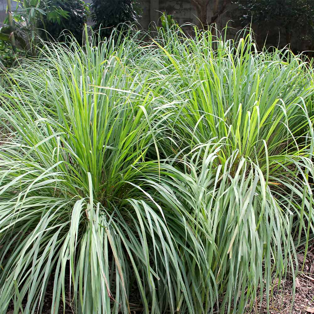 Lemongrass - USDA Organic 4 Lemongrass - USDA Organic