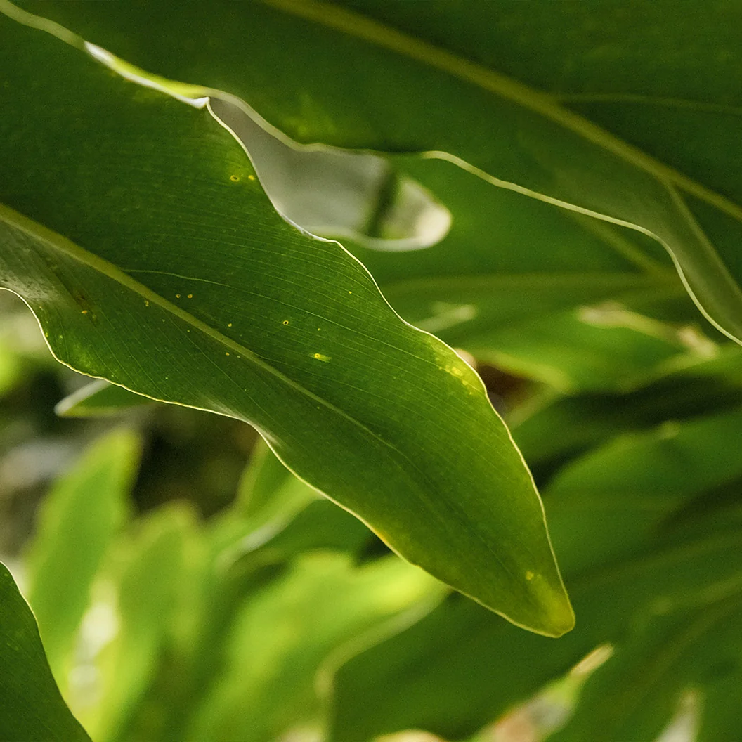 Dwarf Cardamom - USDA Organic Plant 3 Dwarf Cardamom - USDA Organic Plant