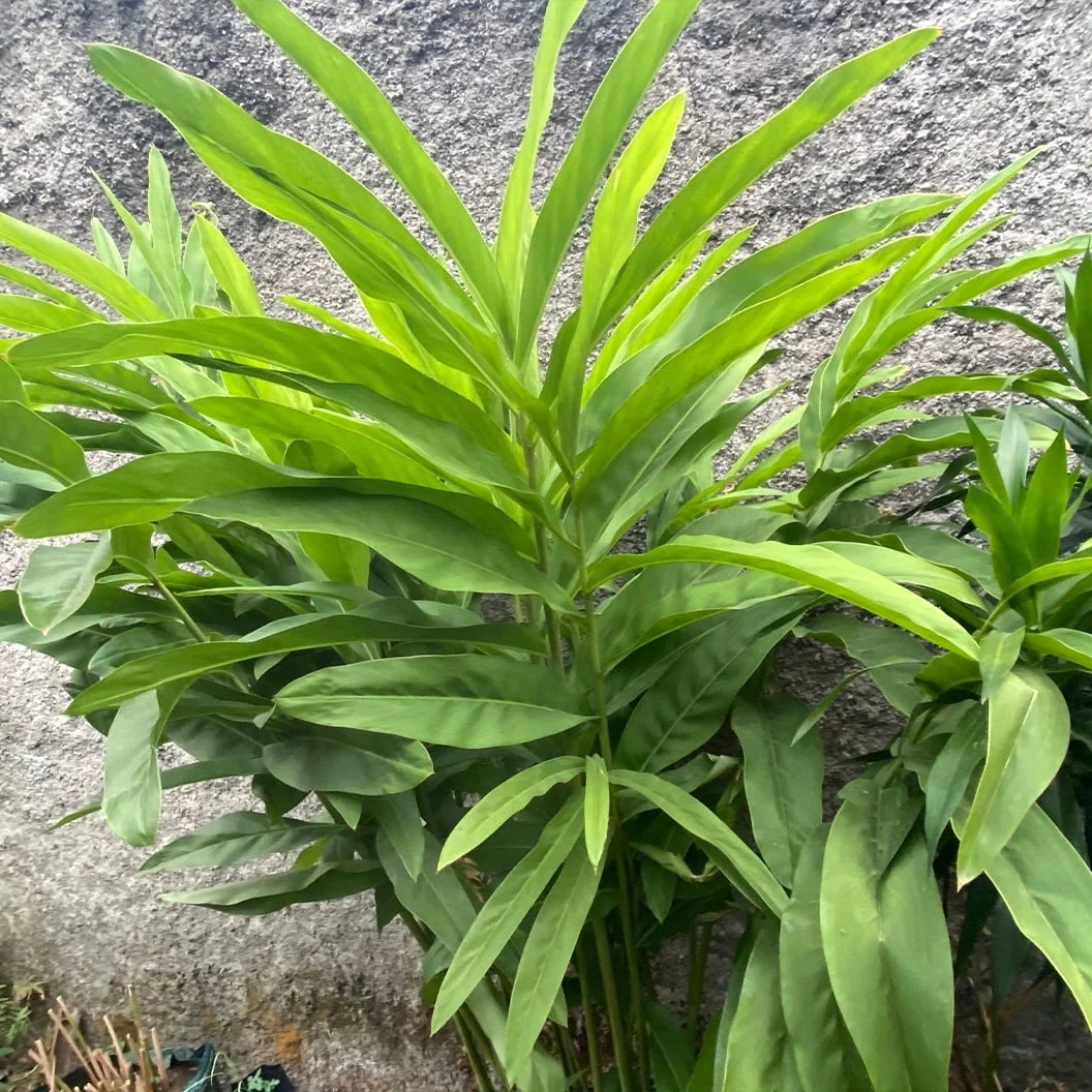 Dwarf Cardamom - USDA Organic Plant 4 Dwarf Cardamom - USDA Organic Plant
