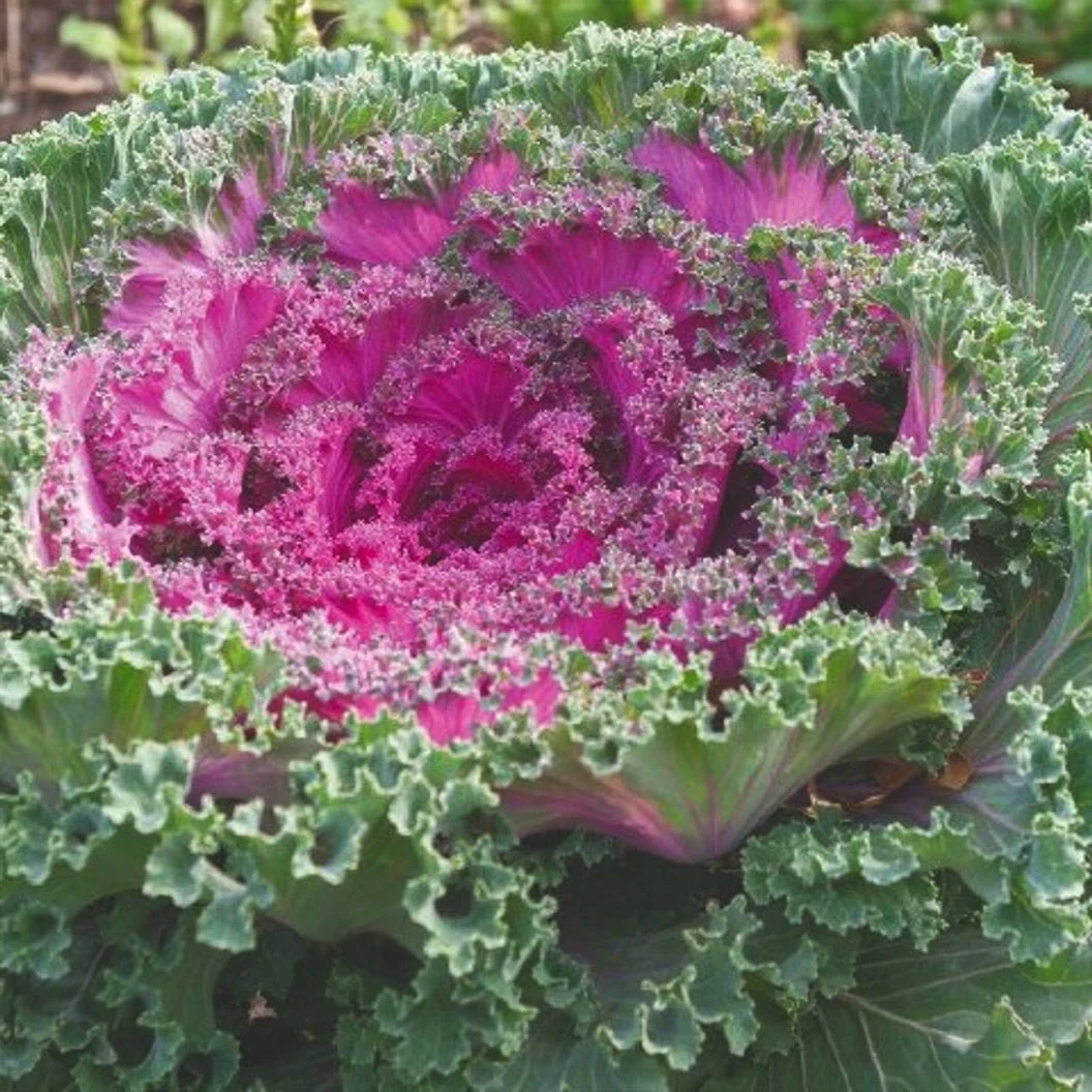 Red Kamome™ Ornamental Kale Plant 1 Red Kamome™ Ornamental Kale Plant