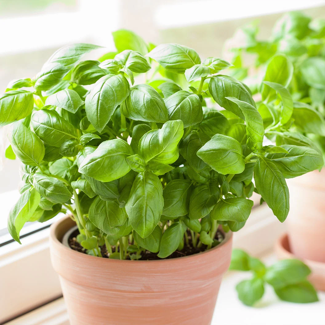 Sweet Basil Plant - USDA Organic 1 Sweet Basil Plant - USDA Organic
