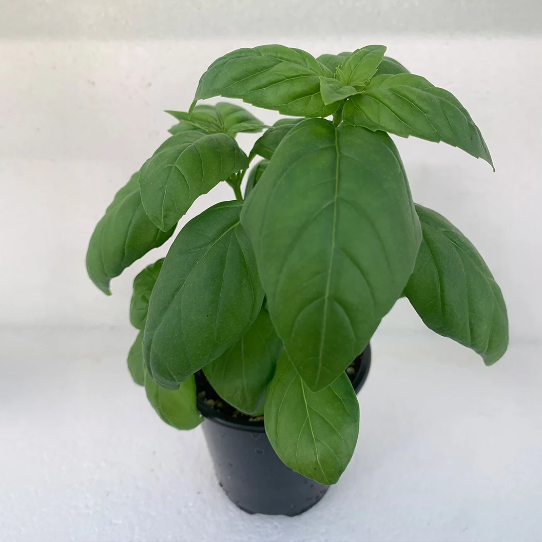 Sweet Basil Plant - USDA Organic 3 Sweet Basil Plant - USDA Organic