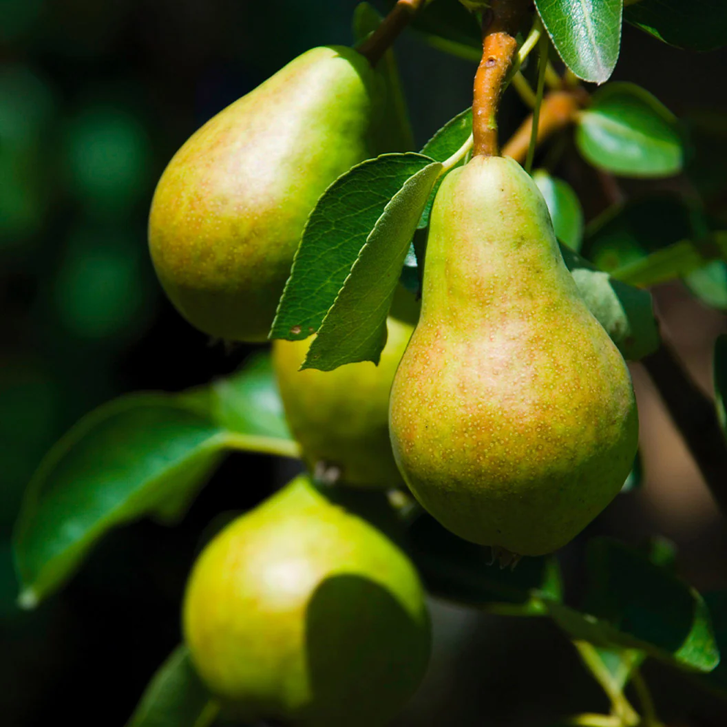 Bartlett Pear Tree 2 Bartlett Pear Tree