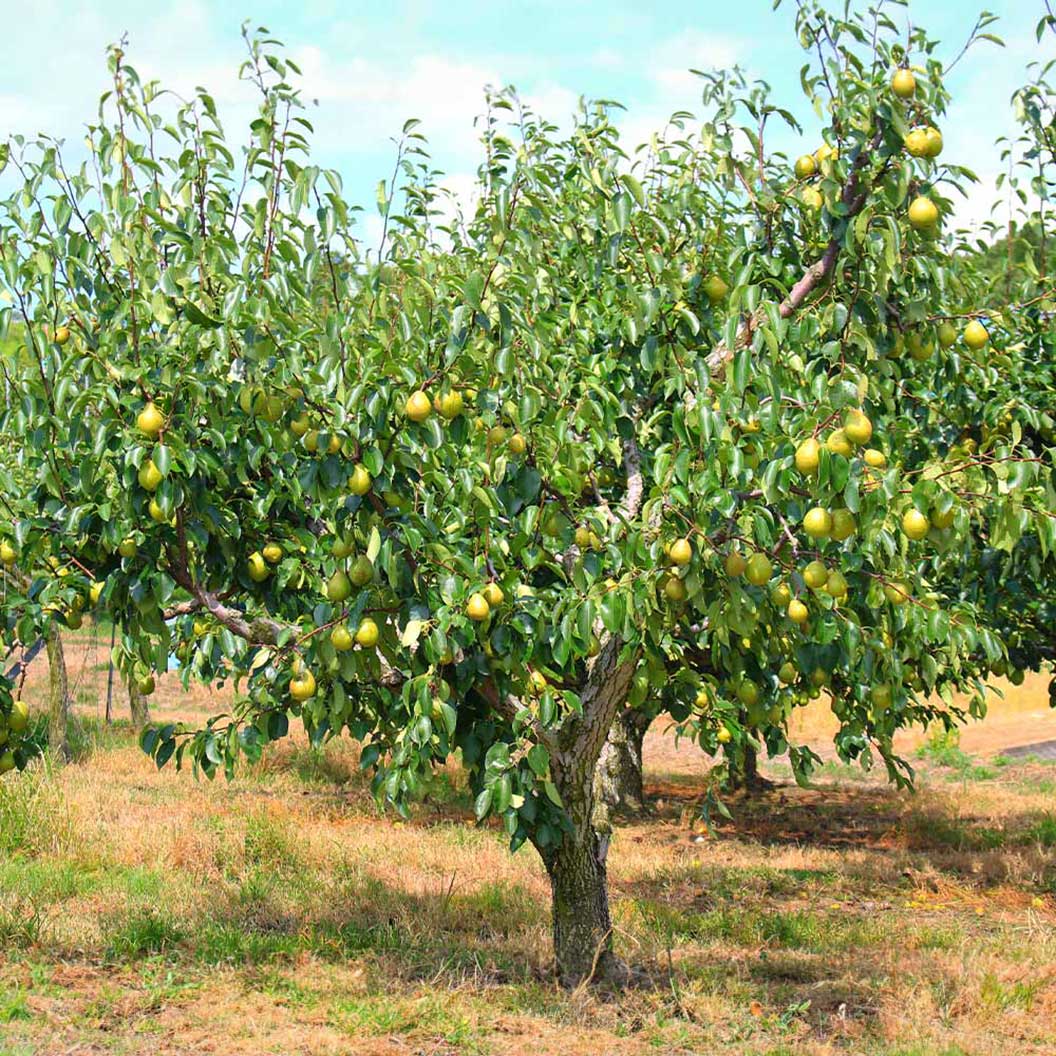 Bartlett Pear Tree 3 Bartlett Pear Tree