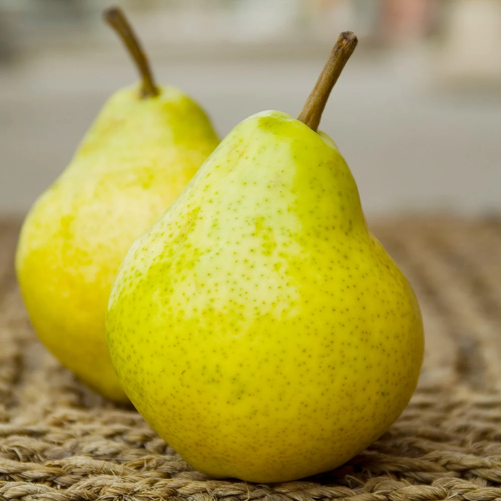 Bartlett Pear Tree 4 Bartlett Pear Tree