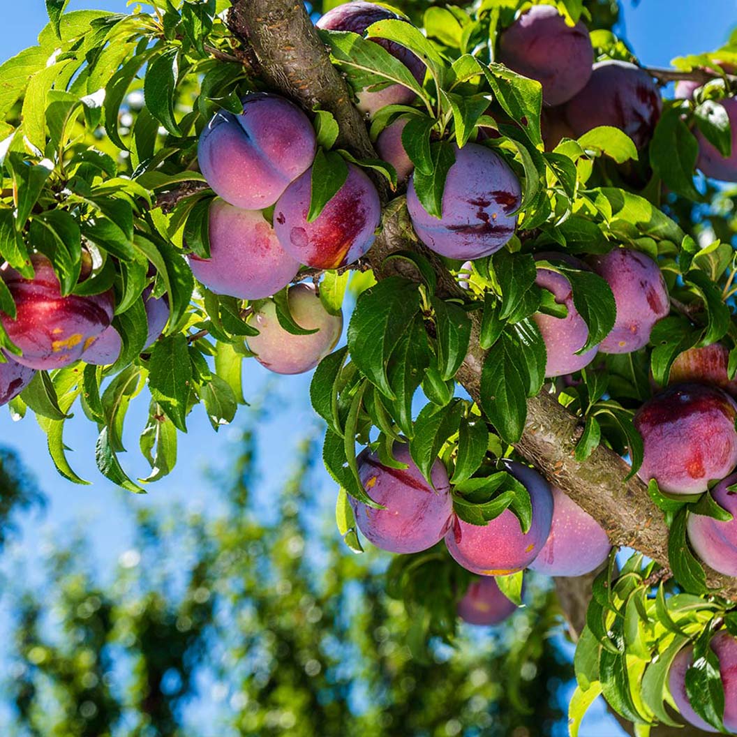 Methley Plum Tree 1 Methley Plum Tree