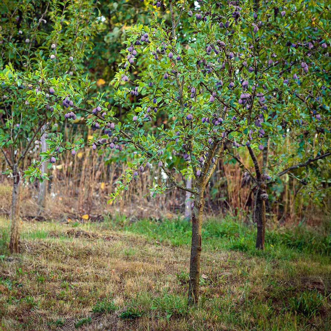Methley Plum Tree 3 Methley Plum Tree