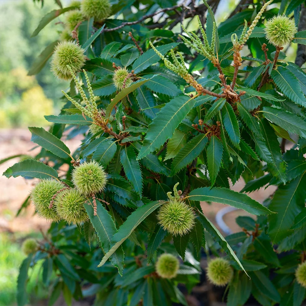 Chinese Chestnut Tree 3 Chinese Chestnut Tree