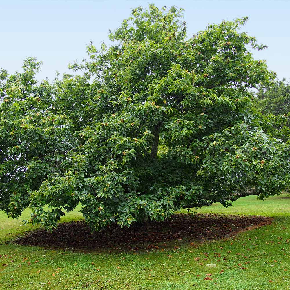 Chinese Chestnut Tree 5 Chinese Chestnut Tree