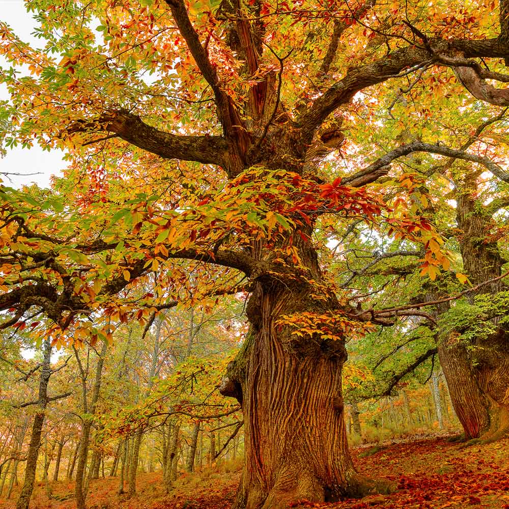 Chinese Chestnut Tree 6 Chinese Chestnut Tree