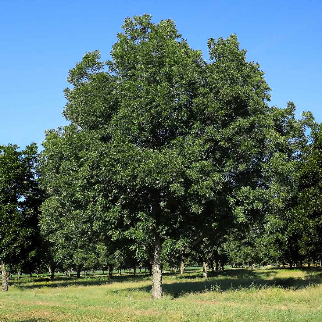Lakota Pecan Tree 3 Lakota Pecan Tree