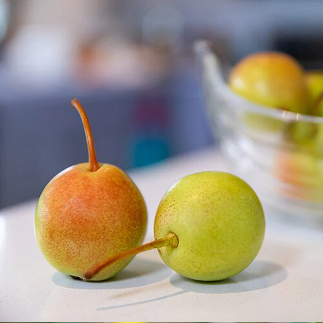 Juicy Jewel Asian Pear Tree 2 Juicy Jewel Asian Pear Tree