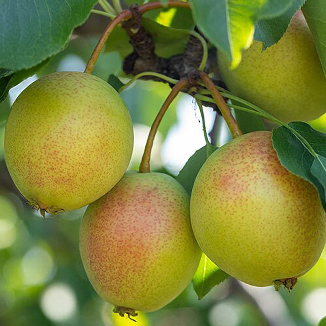 Juicy Jewel Asian Pear Tree 3 Juicy Jewel Asian Pear Tree
