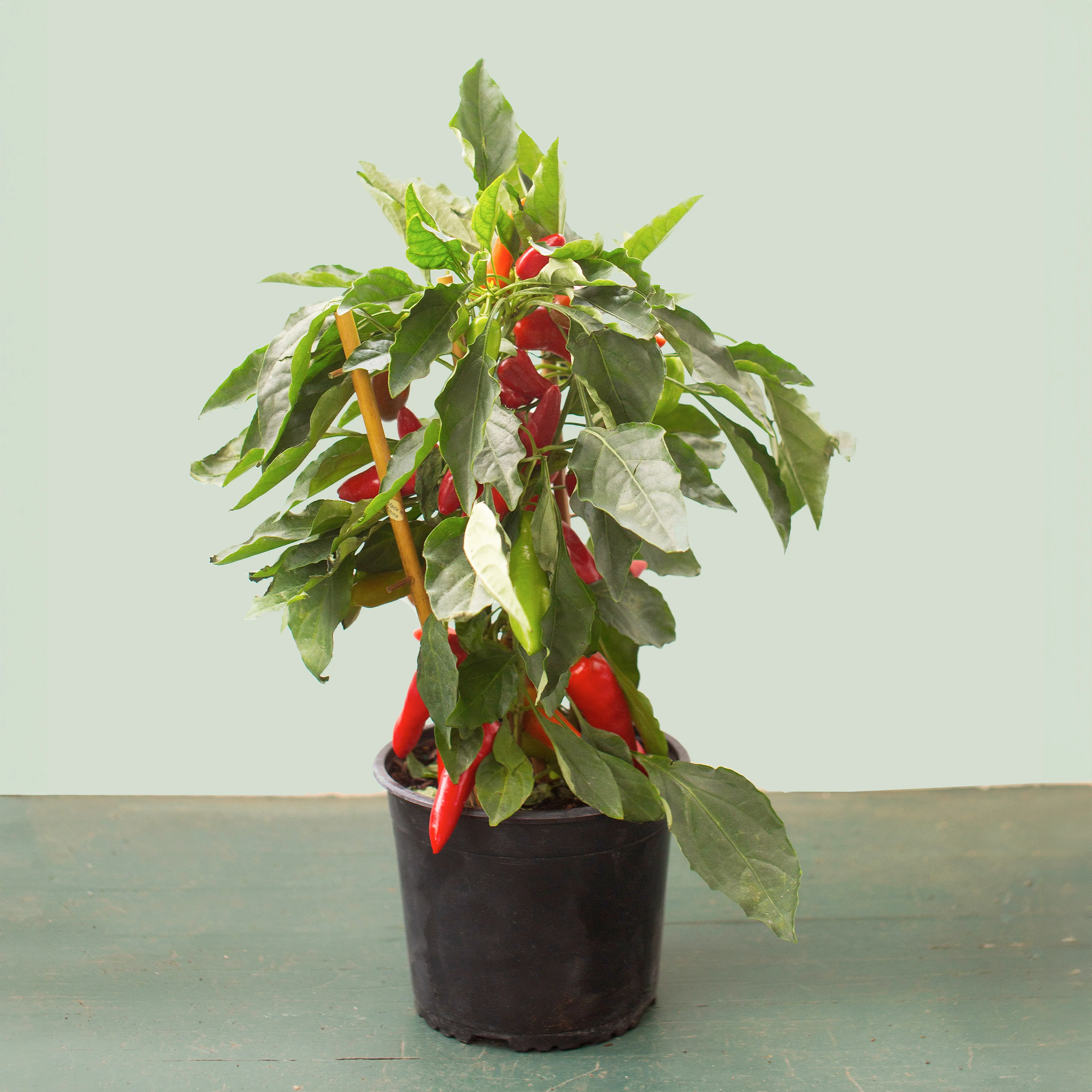Sweet Pepper Plant
