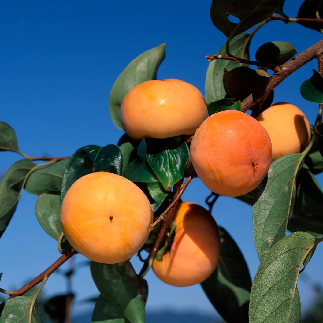 Ichi Ki Kei Jiro Persimmon Tree 3 Ichi Ki Kei Jiro Persimmon Tree