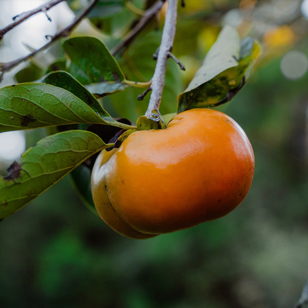 Ichi Ki Kei Jiro Persimmon Tree 4 Ichi Ki Kei Jiro Persimmon Tree