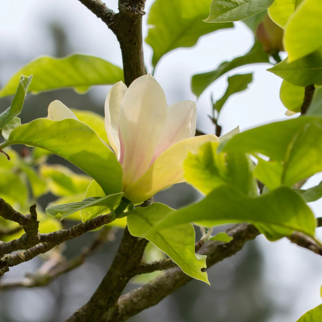 Sunsation Hybrid Magnolia Tree 2 Sunsation Hybrid Magnolia Tree