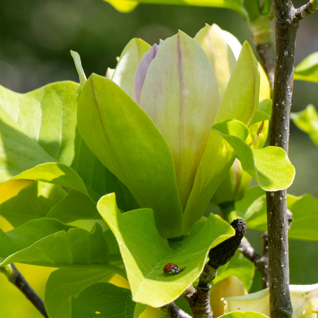 Sunsation Hybrid Magnolia Tree 3 Sunsation Hybrid Magnolia Tree