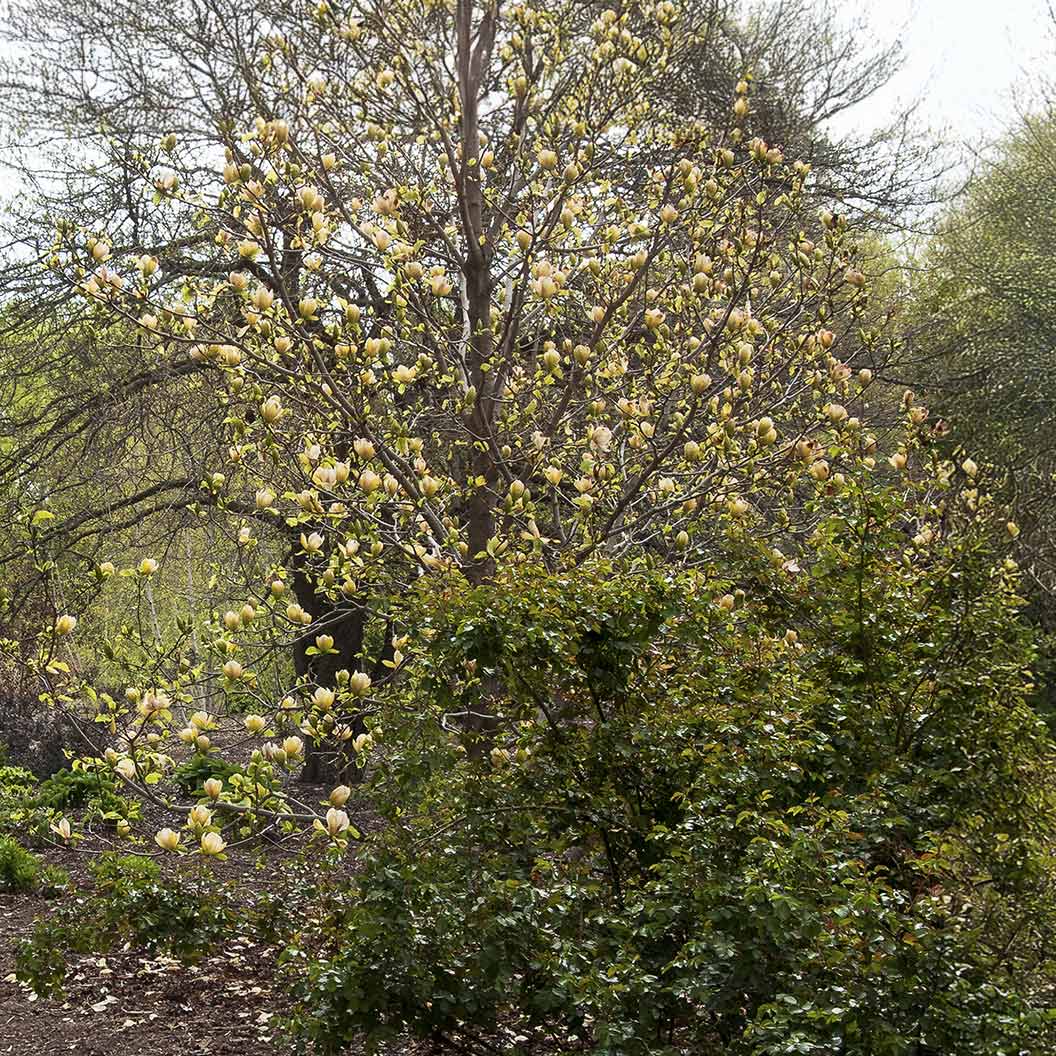 Sunsation Hybrid Magnolia Tree 4 Sunsation Hybrid Magnolia Tree
