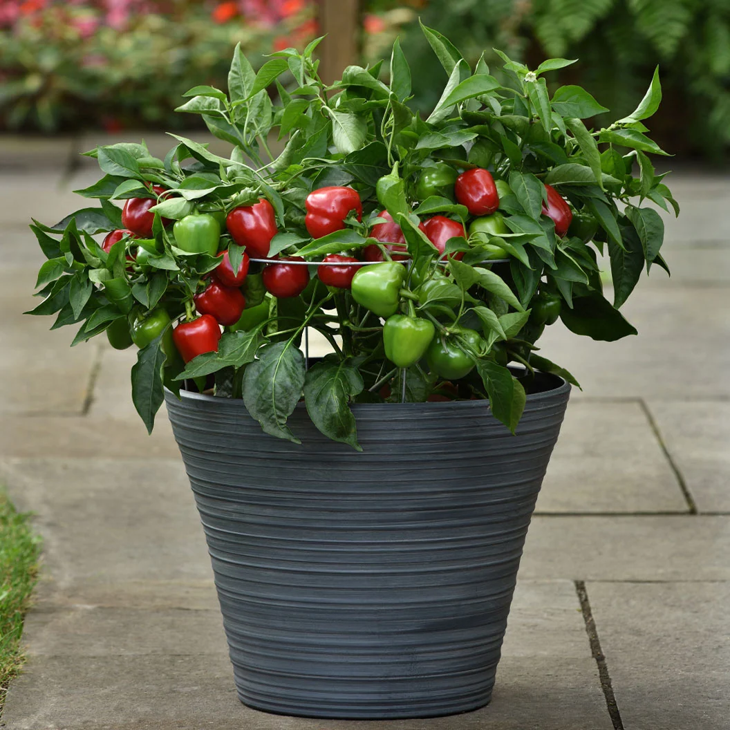 Snackabelle Red Pepper Plant - USDA Organic 1 Snackabelle Red Pepper Plant - USDA Organic