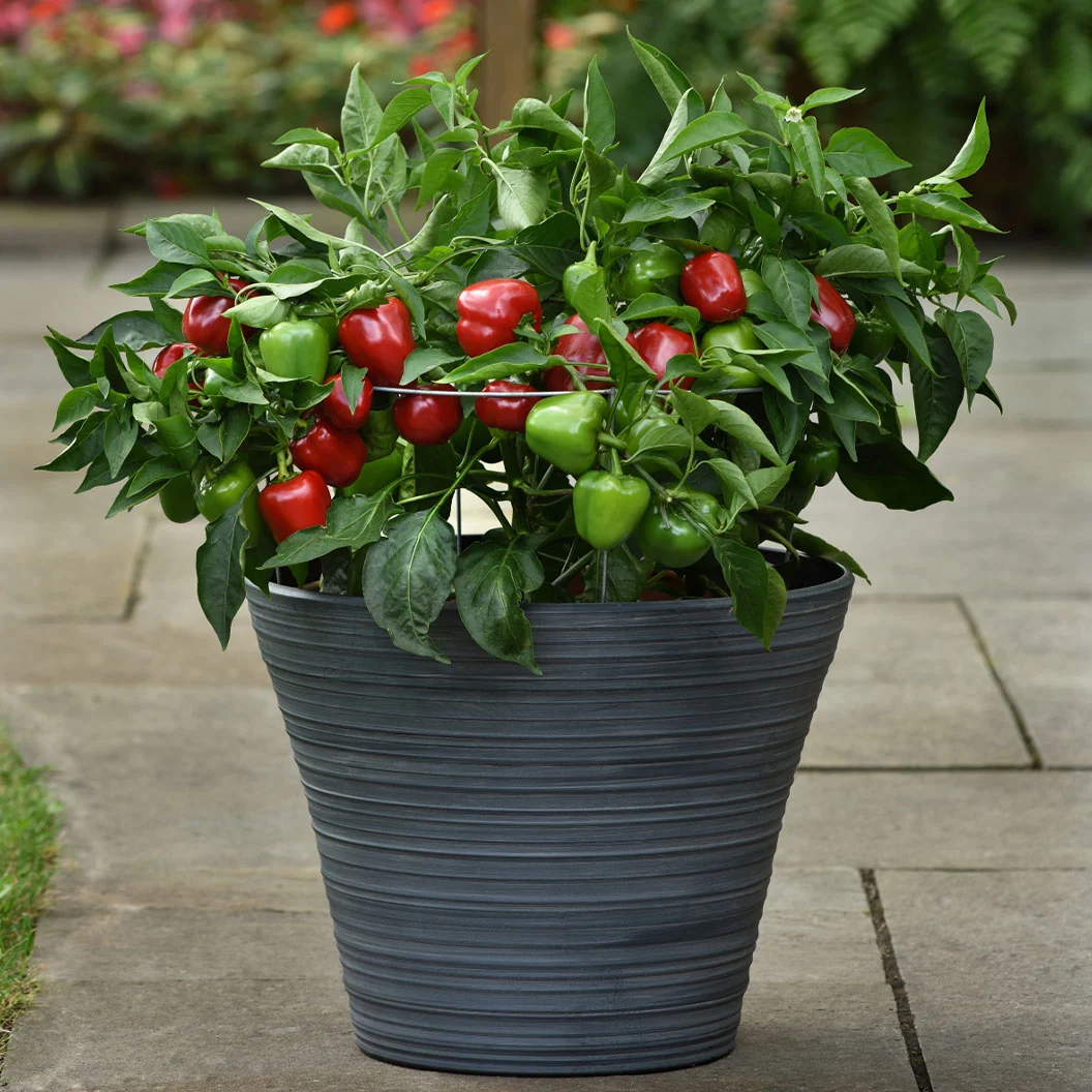 Snackabelle Red Pepper Plant - USDA Organic 2 Snackabelle Red Pepper Plant - USDA Organic
