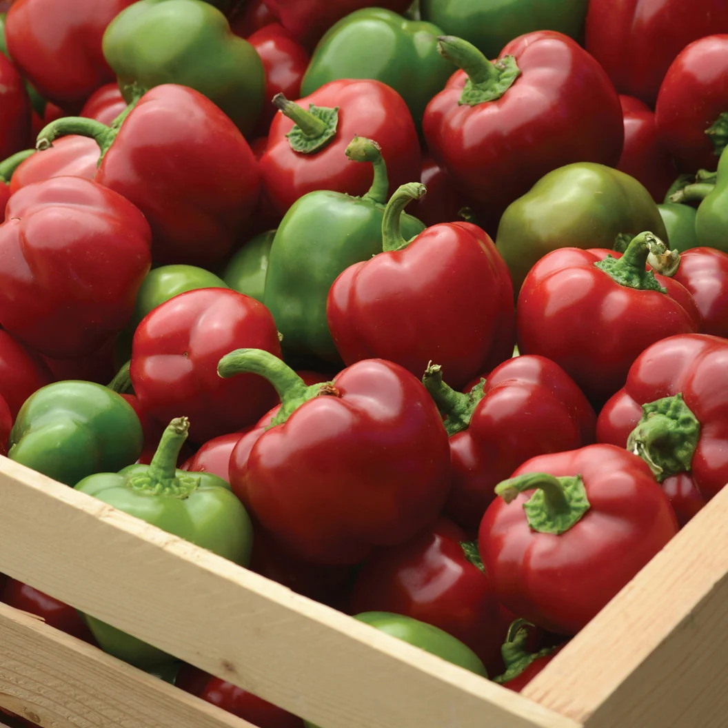 Snackabelle Red Pepper Plant - USDA Organic 3 Snackabelle Red Pepper Plant - USDA Organic